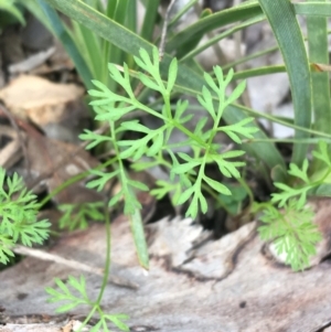 Daucus glochidiatus at Downer, ACT - 10 Sep 2021