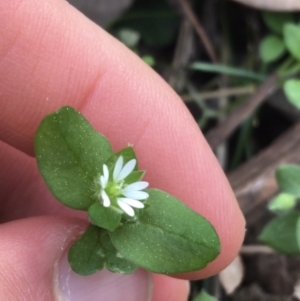 Stellaria media at Downer, ACT - 10 Sep 2021