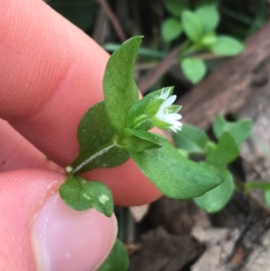 Stellaria media at Downer, ACT - 10 Sep 2021