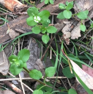 Stellaria media at Downer, ACT - 10 Sep 2021