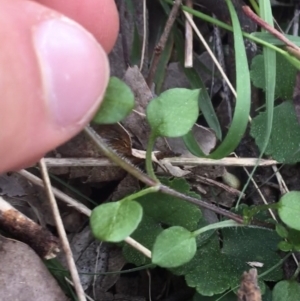 Stellaria media at Downer, ACT - 10 Sep 2021