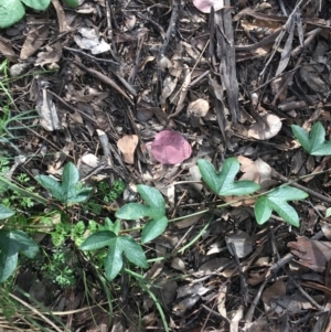 Passiflora cinnabarina at Downer, ACT - 10 Sep 2021