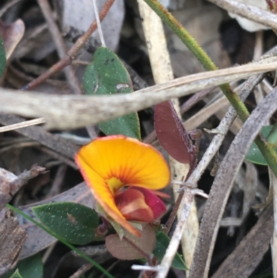 Bossiaea prostrata (Creeping Bossiaea) at Downer, ACT - 10 Sep 2021 by Ned_Johnston