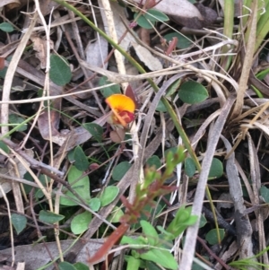 Bossiaea prostrata at Downer, ACT - 10 Sep 2021