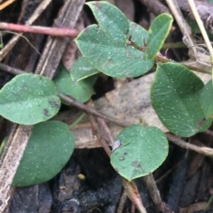 Bossiaea prostrata at Downer, ACT - 10 Sep 2021