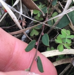 Bossiaea prostrata at Downer, ACT - 10 Sep 2021