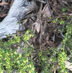 Phyllanthus occidentalis at Downer, ACT - 10 Sep 2021