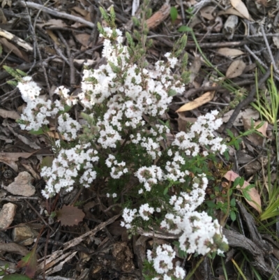 Leucopogon attenuatus (Small-leaved Beard Heath) at Downer, ACT - 10 Sep 2021 by Ned_Johnston