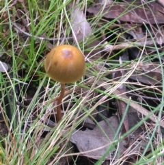 zz agaric (stem; gills not white/cream) at Downer, ACT - 10 Sep 2021