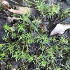 Haloragis heterophylla (Variable Raspwort) at Downer, ACT - 10 Sep 2021 by Ned_Johnston