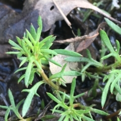 Haloragis heterophylla at Downer, ACT - 10 Sep 2021 03:43 PM