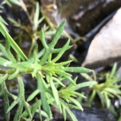 Haloragis heterophylla at Downer, ACT - 10 Sep 2021 03:43 PM