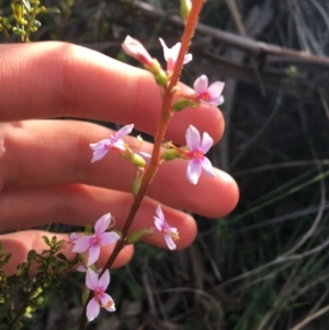 Stylidium graminifolium at O'Connor, ACT - 12 Sep 2021