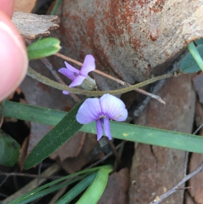 Hovea heterophylla (Common Hovea) at O'Connor, ACT - 10 Sep 2021 by Ned_Johnston