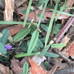 Hovea heterophylla at O'Connor, ACT - 10 Sep 2021