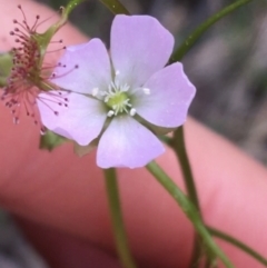 Drosera auriculata (Tall Sundew) at O'Connor, ACT - 10 Sep 2021 by Ned_Johnston