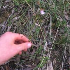 Drosera auriculata at O'Connor, ACT - 10 Sep 2021