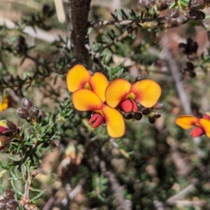 Dillwynia phylicoides at Springrange, NSW - 11 Sep 2021 11:33 AM