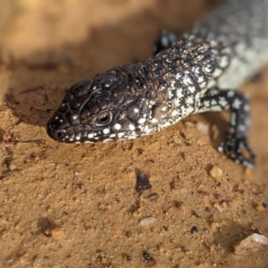 Egernia cunninghami at Nanima, NSW - 5 Sep 2021