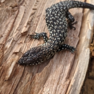 Egernia cunninghami at Nanima, NSW - 5 Sep 2021