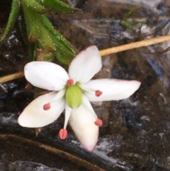 Rhytidosporum procumbens (White Marianth) at O'Connor, ACT - 10 Sep 2021 by NedJohnston