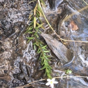 Rhytidosporum procumbens at O'Connor, ACT - 10 Sep 2021