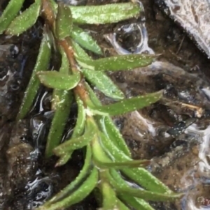 Rhytidosporum procumbens at O'Connor, ACT - 10 Sep 2021