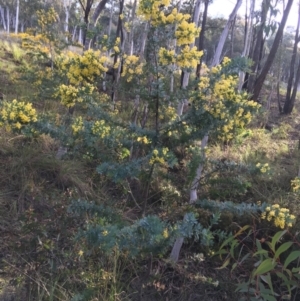 Acacia baileyana at O'Connor, ACT - 10 Sep 2021