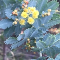 Acacia baileyana at O'Connor, ACT - 10 Sep 2021