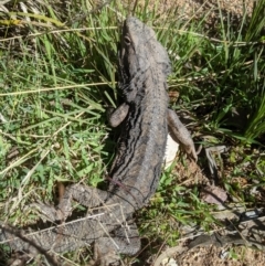 Pogona barbata (Eastern Bearded Dragon) at Nanima, NSW - 18 Aug 2021 by Miko