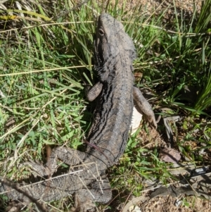 Pogona barbata at Nanima, NSW - suppressed