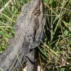 Pogona barbata at Nanima, NSW - suppressed