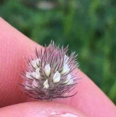 Trifolium arvense var. arvense (Haresfoot Clover) at O'Connor, ACT - 10 Sep 2021 by Ned_Johnston