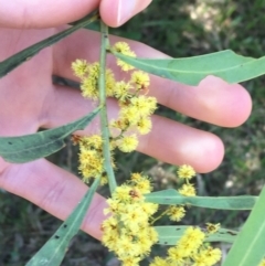 Acacia rubida at Campbell, ACT - 11 Sep 2021