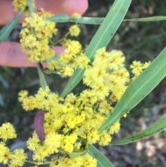 Acacia rubida at Campbell, ACT - 11 Sep 2021 11:05 AM