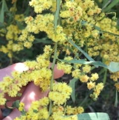 Acacia rubida at Campbell, ACT - 11 Sep 2021