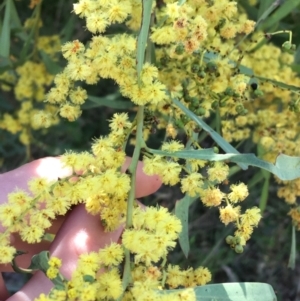 Acacia rubida at Campbell, ACT - 11 Sep 2021