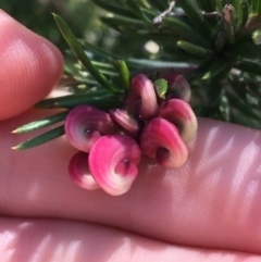 Grevillea rosmarinifolia subsp. rosmarinifolia (Rosemary Grevillea) at Mount Pleasant - 12 Sep 2021 by NedJohnston