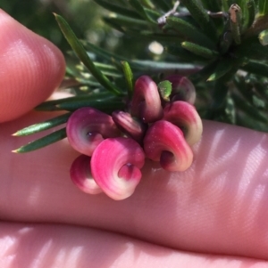 Grevillea rosmarinifolia subsp. rosmarinifolia at Campbell, ACT - 12 Sep 2021