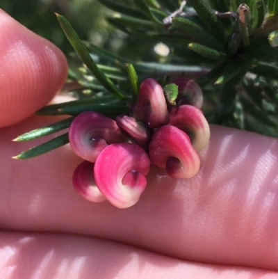 Grevillea rosmarinifolia subsp. rosmarinifolia (Rosemary Grevillea) at Campbell, ACT - 12 Sep 2021 by Ned_Johnston