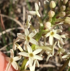 Stackhousia monogyna (Creamy Candles) at Campbell, ACT - 11 Sep 2021 by NedJohnston