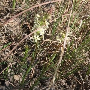 Stackhousia monogyna at Campbell, ACT - 11 Sep 2021 11:05 AM