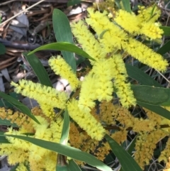 Acacia longifolia subsp. longifolia (Sydney Golden Wattle) at Mount Ainslie to Black Mountain - 11 Sep 2021 by Ned_Johnston
