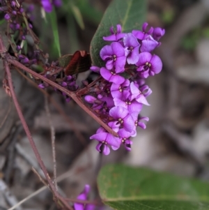 Hardenbergia violacea at Nanima, NSW - 31 Aug 2021