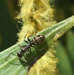 Camponotus aeneopilosus at Campbell, ACT - 11 Sep 2021 11:07 AM