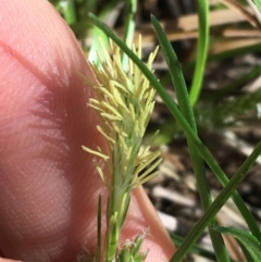 Carex breviculmis (Short-Stem Sedge) at Mount Pleasant - 11 Sep 2021 by NedJohnston