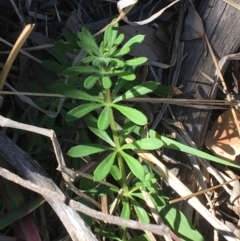 Galium aparine (Goosegrass, Cleavers) at Mount Ainslie to Black Mountain - 11 Sep 2021 by Ned_Johnston