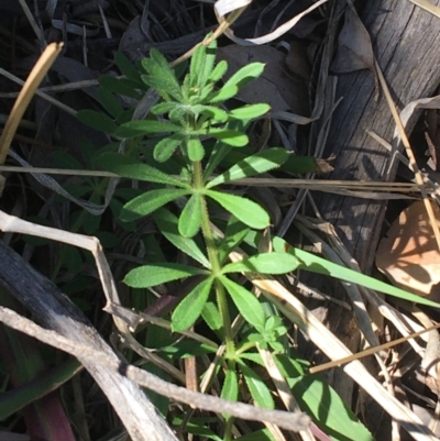 Galium aparine (Goosegrass, Cleavers) at Campbell, ACT - 11 Sep 2021 by NedJohnston