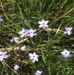 Ipheion uniflorum (Spring Star-flower) at Campbell, ACT - 11 Sep 2021 by Ned_Johnston