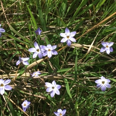 Ipheion uniflorum (Spring Star-flower) at Mount Pleasant - 11 Sep 2021 by NedJohnston